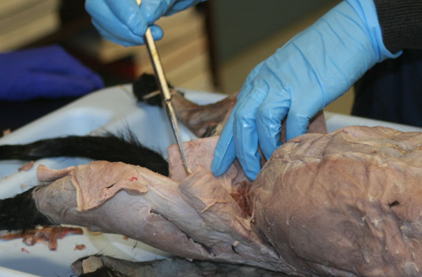 Cat Dissection Helps Understanding of Human Physiology