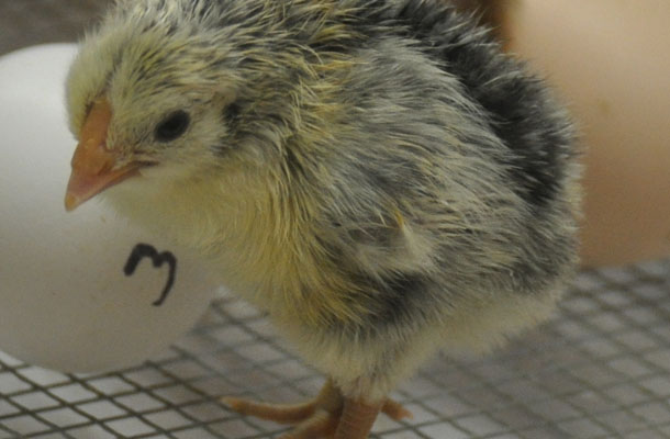 Biology Hatches, Raises Chickens