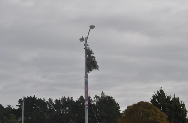 A pine tree hangs from a light post in the Campo back parking lot. 