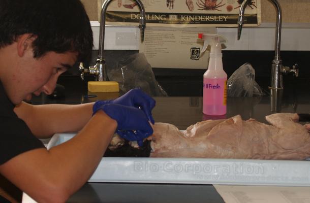 Cat Dissections Allow Human Comparisons