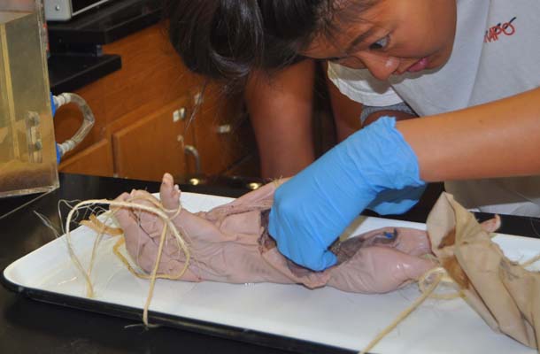 Pig Dissection Teaches Anatomy
