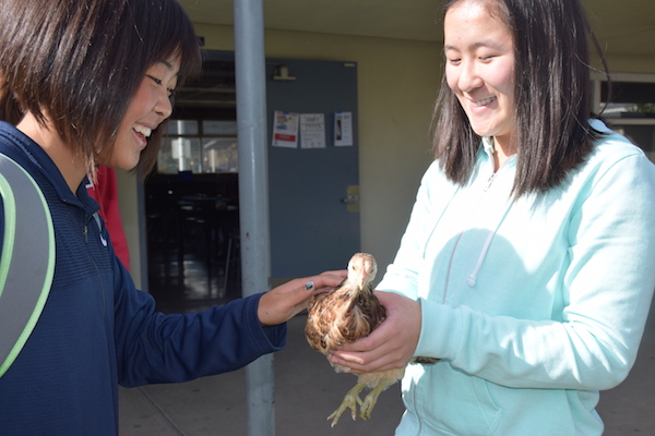 Poultry Club Raises Friendlier Flock