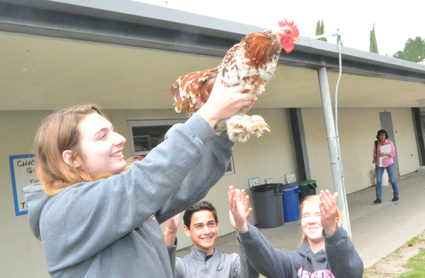 Hen House Welcomes New Rooster