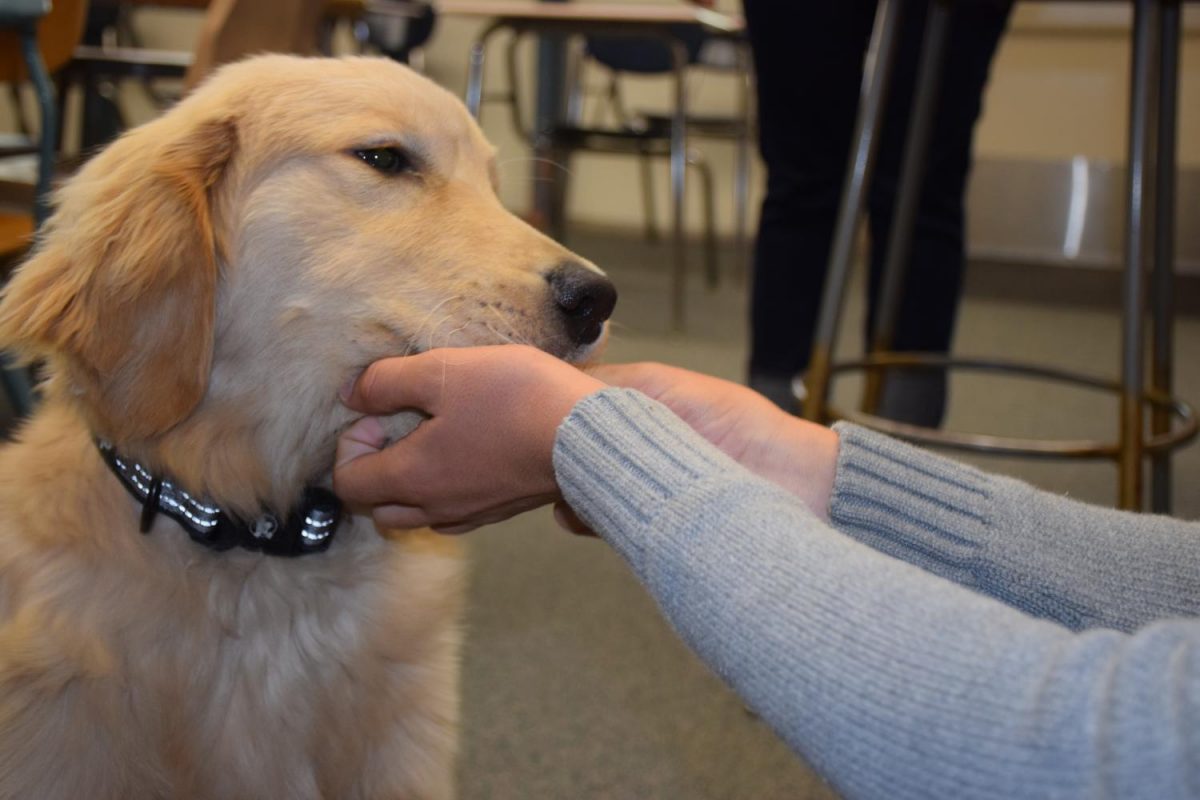 Pets on Campus Boost Morale