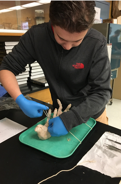 pig+dissection+2