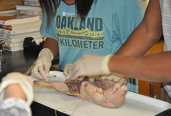 Pig Dissections Follow AP Biology Exam