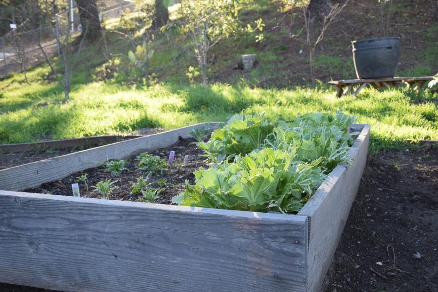 Lettuce+heads+grow+in+the+Campolindo+Garden.
