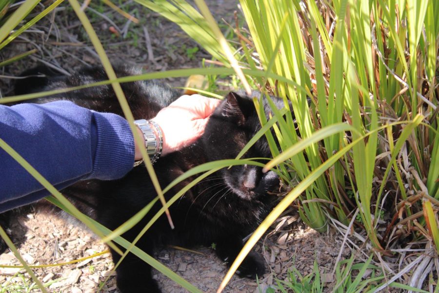 Shy, the campus cat who lives under the Senior Deck, is petted by Administrative Assistant Melissa Haldeman.
