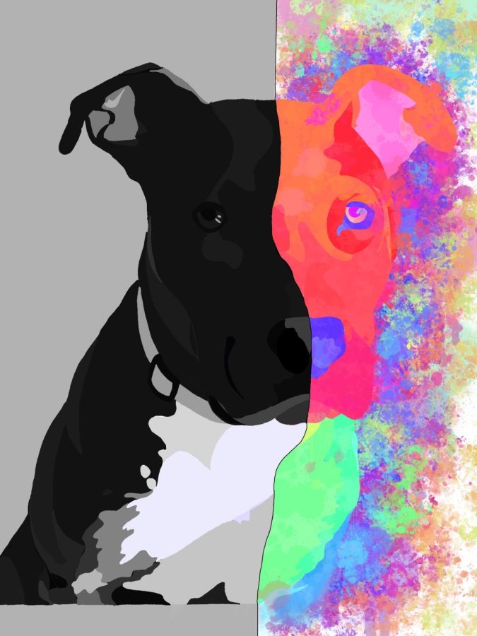 The history of the pit bull stigma is unjustified and untrue to their actual nature.