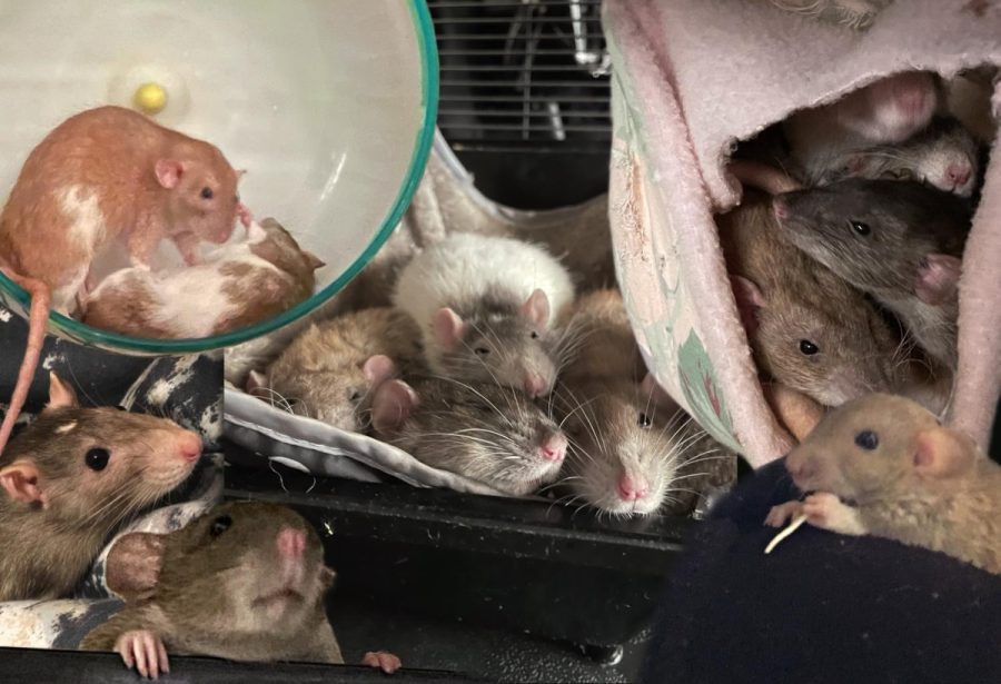 Rats make for some of the sweetest pets.