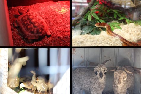 The campus pets vary from tortoises, snakes, chicks and goats.