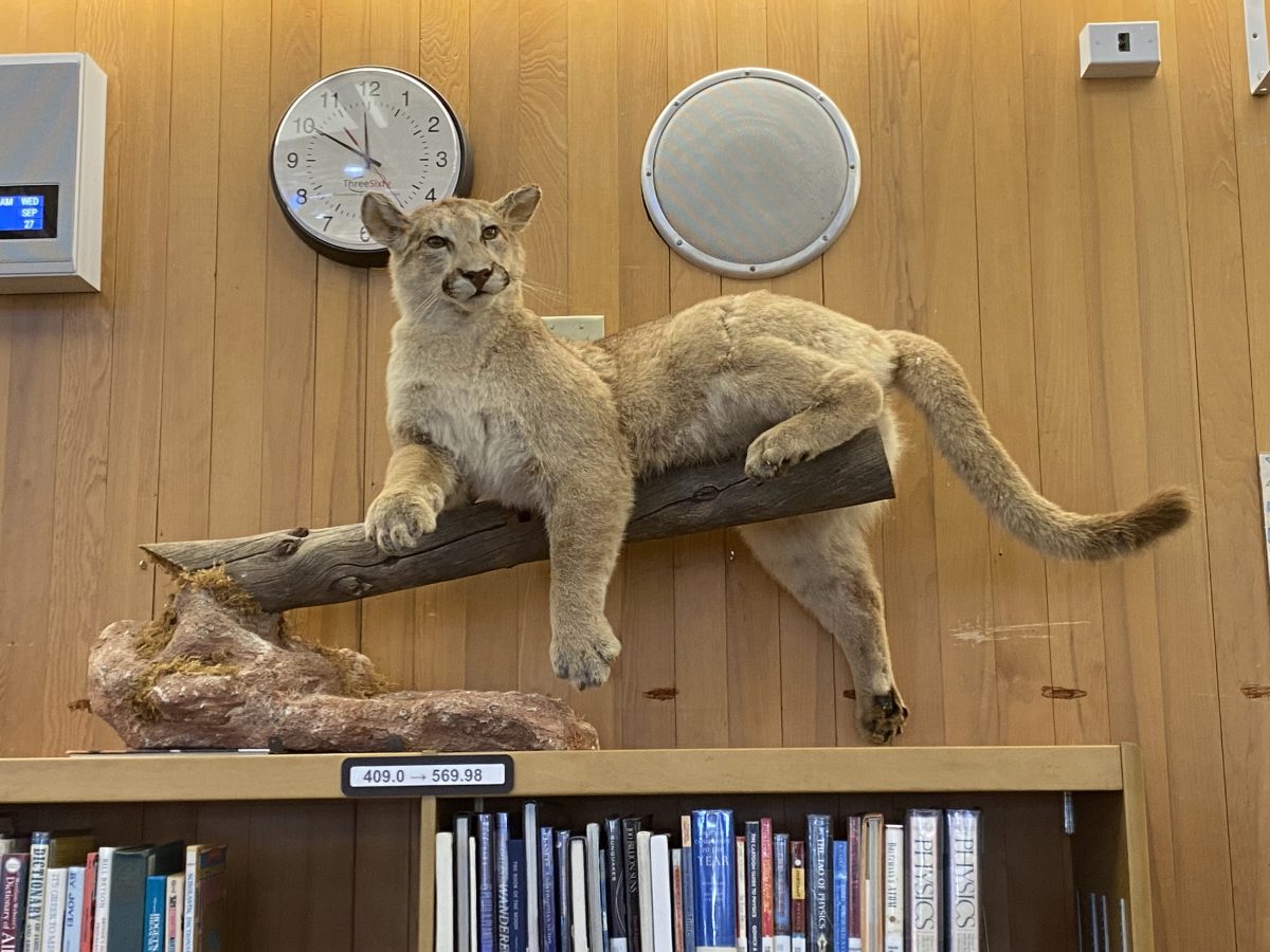 Taxidermy+Cougar+in+Campolindo+Library