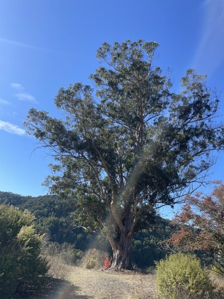 Invasive Eucalyptus Tree in Moraga