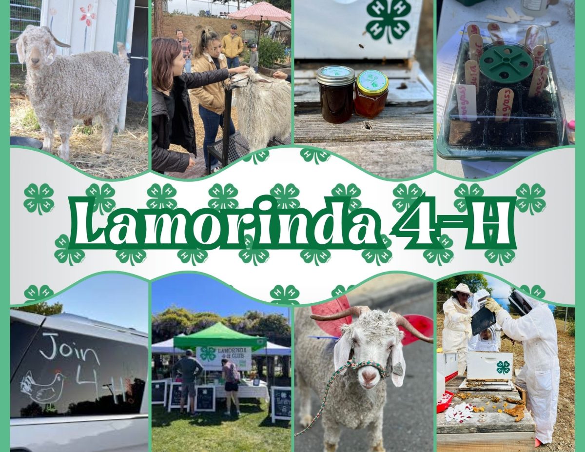 Photo collage of 4-H events